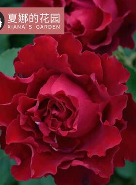 纪念芭芭拉月季花苗多季开花红色阳台盆栽户外地栽灌木耐开丰花