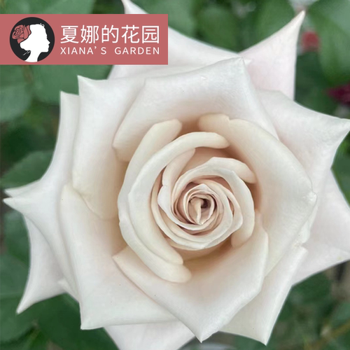 曼塔高杯状花型切花玫瑰灌木花卉