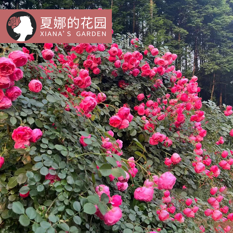 艾拉绒球爬藤月季大苗多季开花多头抗病勤花庭院花墙藤本欧月花卉