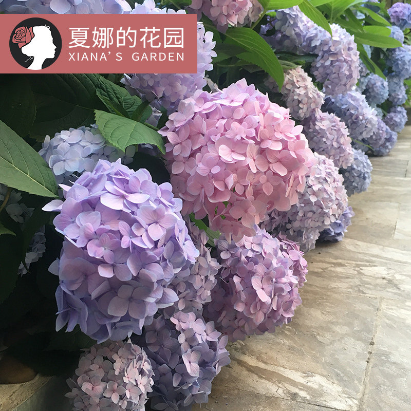 无尽夏绣球花苗室外庭院多季开花阳台盆栽花园绣球花大苗八仙花 夏娜的花园 淘优券