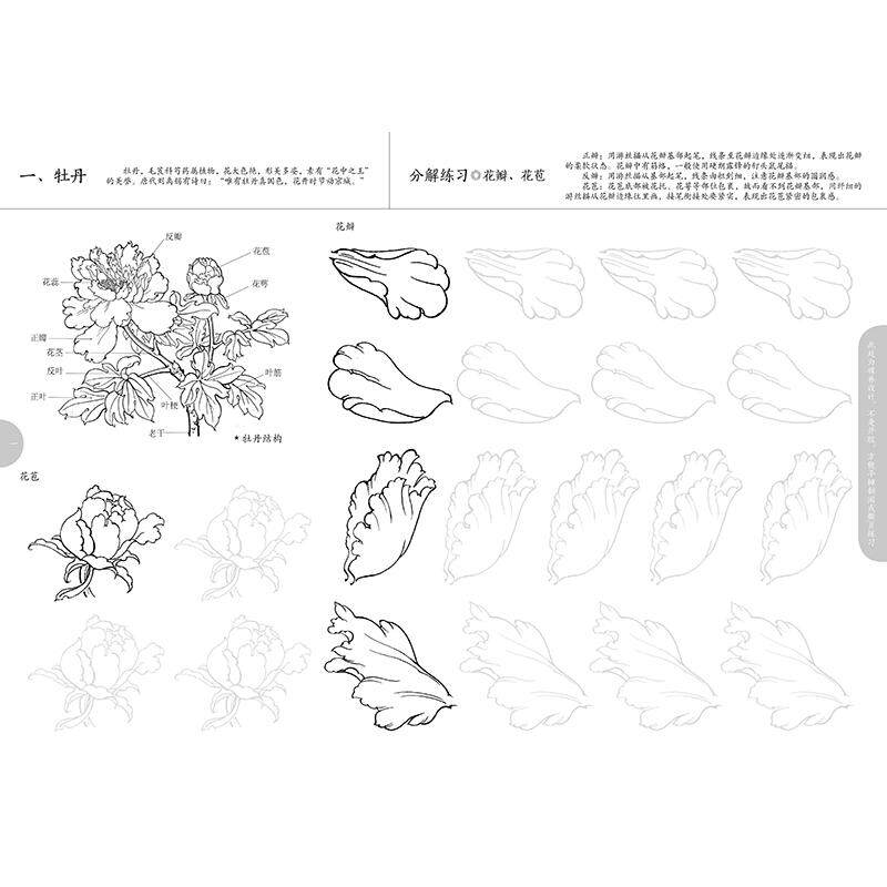 中国画白描入门描摹本 花卉草木