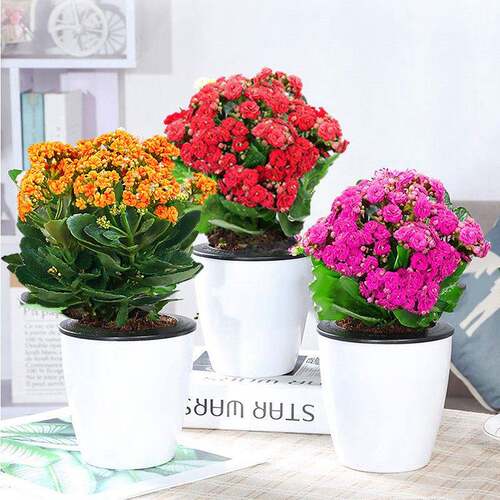 重瓣长寿花盆栽四季开花