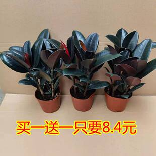 橡皮树买一送一黑金刚盆栽净化空气室内四季大叶绿植好养办公室