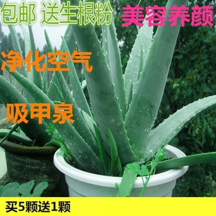 美国库拉索芦荟盆栽植物美容院灌肤专用可食用新鲜补水敷脸大叶片