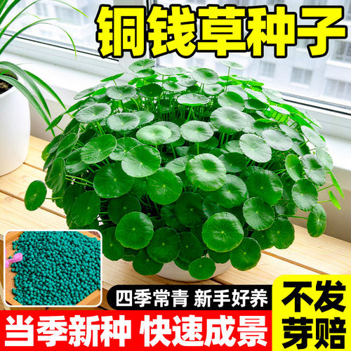 精品水培植物铜钱草种子