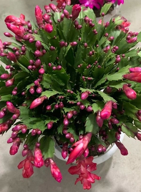 蟹爪兰盆栽带花苞带盆多色重瓣新品花卉植物室内螃蟹抓花室内花卉