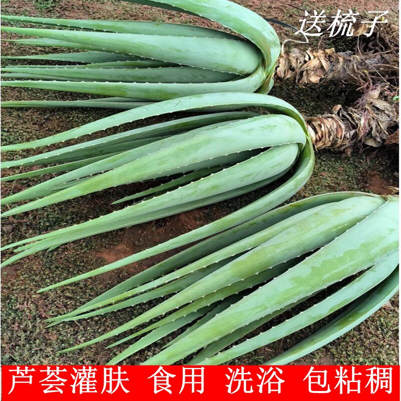 美容院芦荟美容院灌肤库拉索芦荟图片
