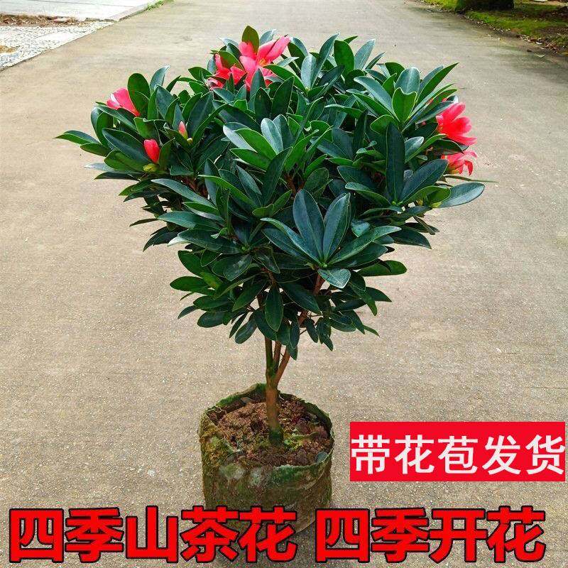 四季杜鹃红山茶花带花浓香型盆栽室内外阳台庭院观赏花卉绿植好养