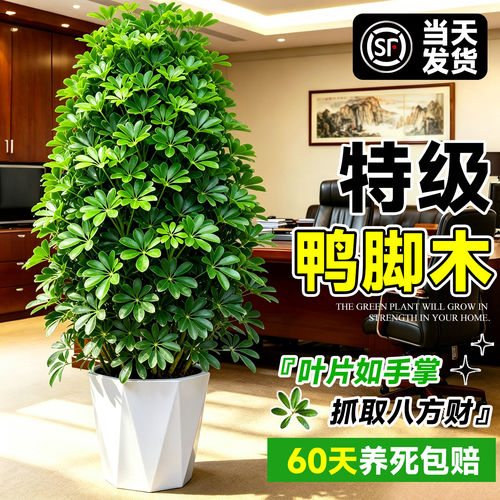 鸭脚木高级感客厅大型绿植