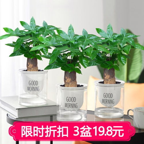 发财树盆栽水培客厅办公室桌面