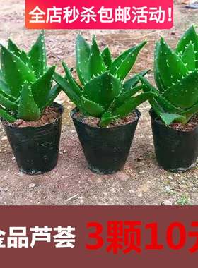金品芦荟万重山不夜城芦荟多肉植物室内外盆栽植物花卉好养易成活