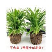 金边金心青叶吊兰盆栽四季 种植办公室净化空气吸甲醛植物花卉