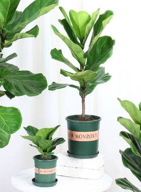 琴叶榕盆栽客厅室内大型绿色植物橡皮树大叶四季好养耐阴小棒棒糖