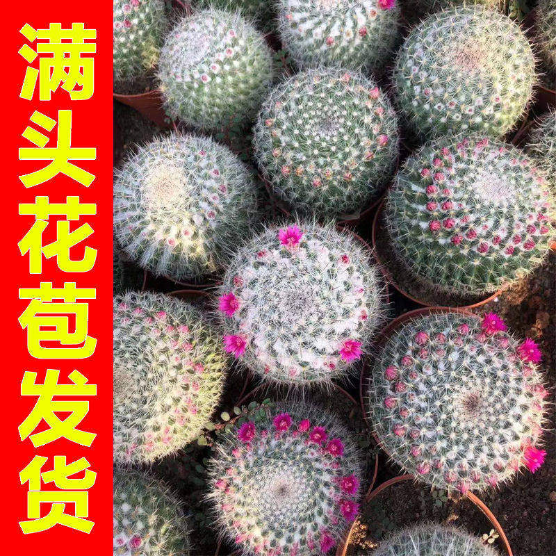 玉翁仙人球小盆栽带花苞绯图片