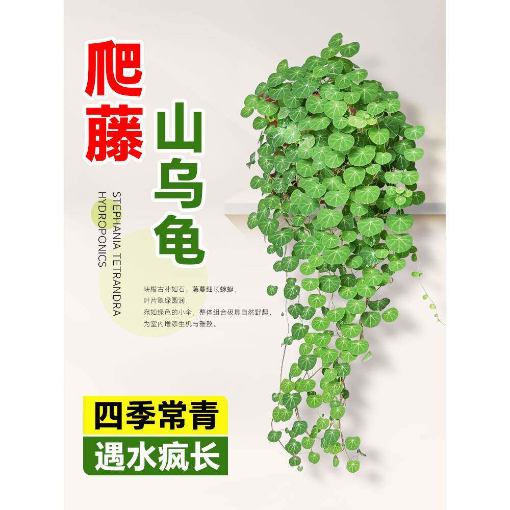 山乌龟爬藤植物水培绿植种球金不换盆栽红藤圆叶桌面花卉办公室