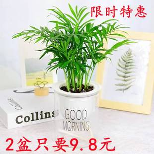 办公室小盆栽袖珍椰子喜阴室内水培植物文竹散尾葵花卉桌面绿植