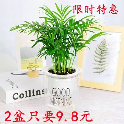 小盆栽袖珍椰子办公室