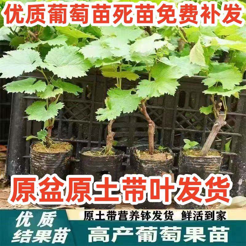 【原盆原土带叶带土发货】阳光玫瑰葡萄树苗盆栽葡萄树苖阳台庭院