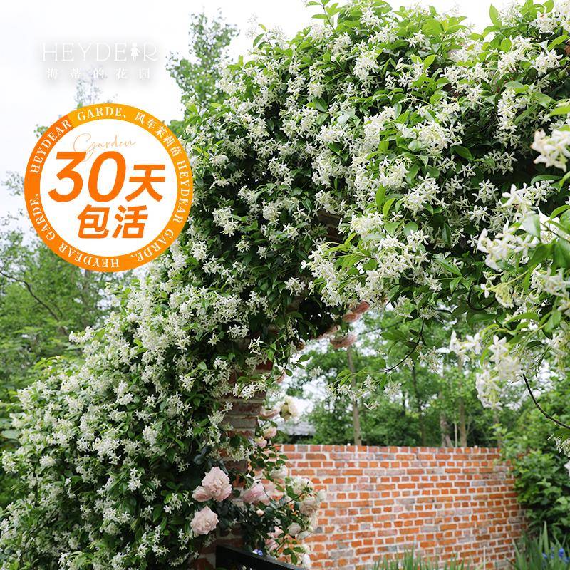 海蒂的花园海妈推荐风车茉莉花络石藤清香阳台庭院爬藤植物盆栽