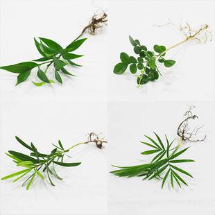 九里香袖 珍椰子竹柏罗汉松办公桌书桌室内水培植物绿萝可水培土培