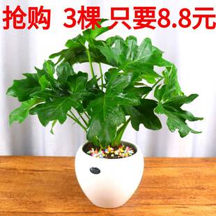 春羽盆栽绿植花卉室内客厅水生好养龟背竹办公室绿萝春雨水培植物