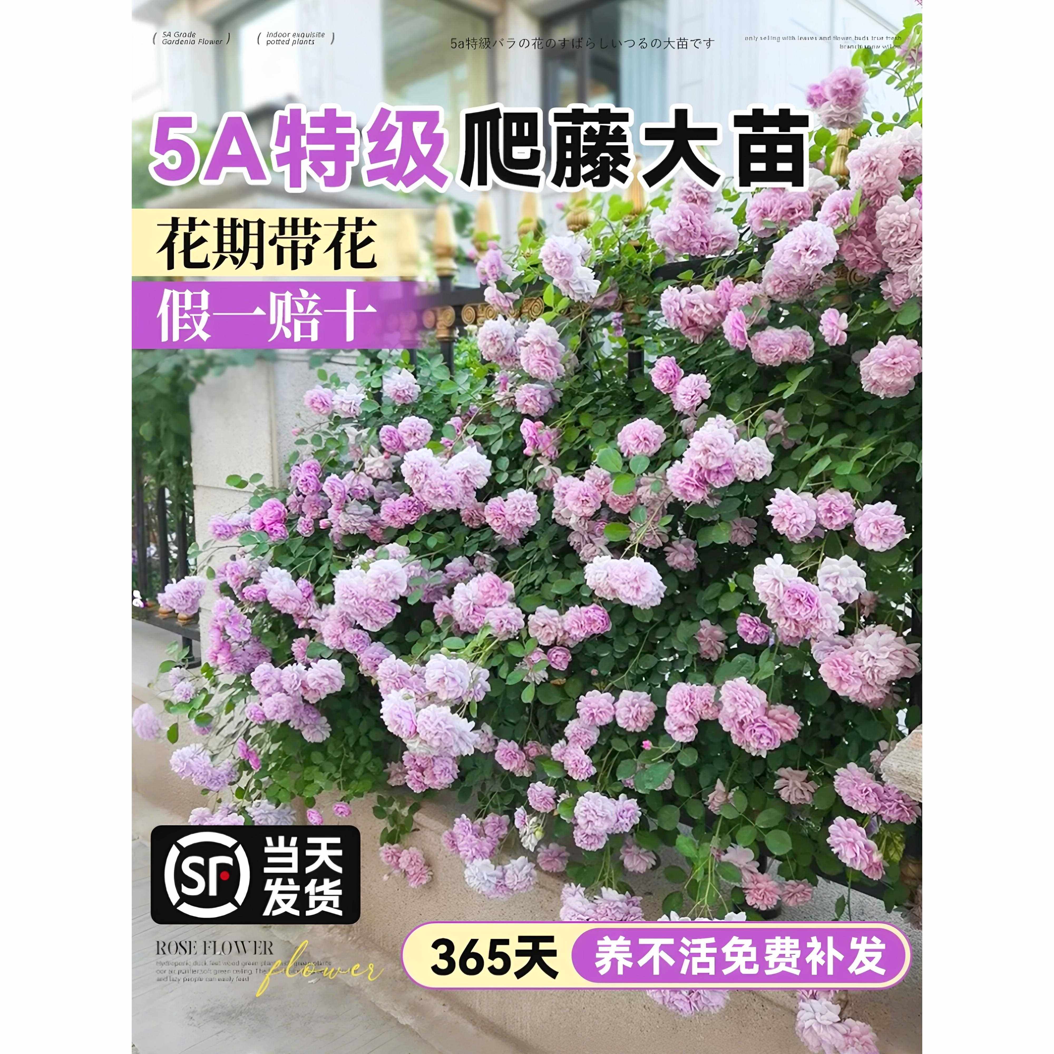 蔷薇花苗藤本月季花树大苗庭院爬藤植物阳台花卉爬墙玫瑰好养盆栽