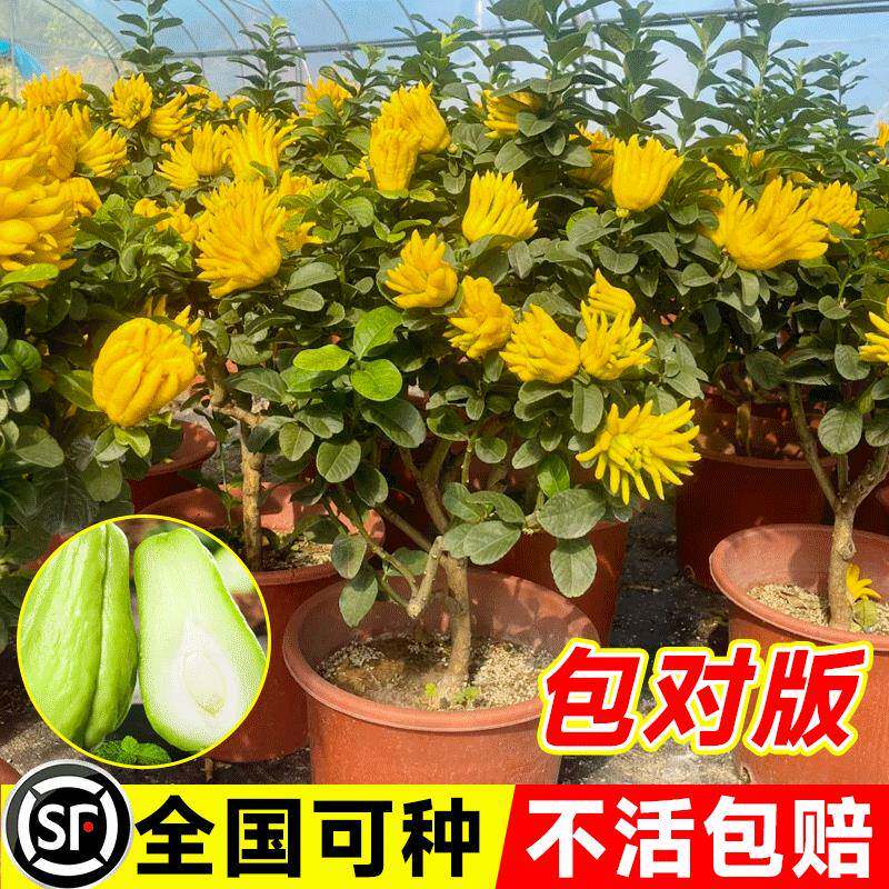 带果阳台室内盆栽庭院花卉金佛手树苗千佛手瓜水果树苗佛手柑盆栽