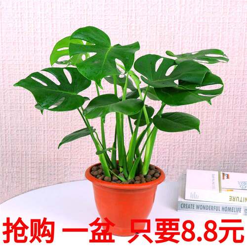 龟背竹四季常青客厅水培植物