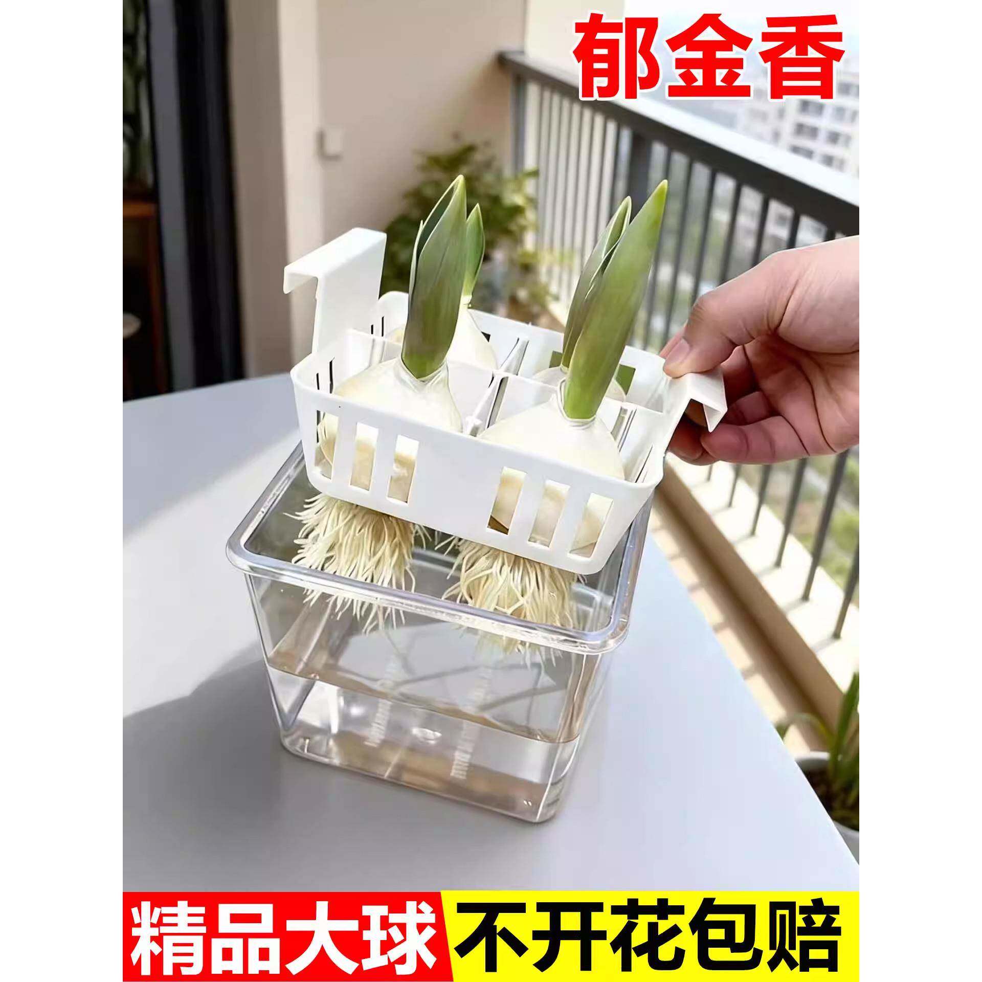 【含瓶套装】郁金香种球水培植物花耐寒多年生四季开花种盆栽花卉