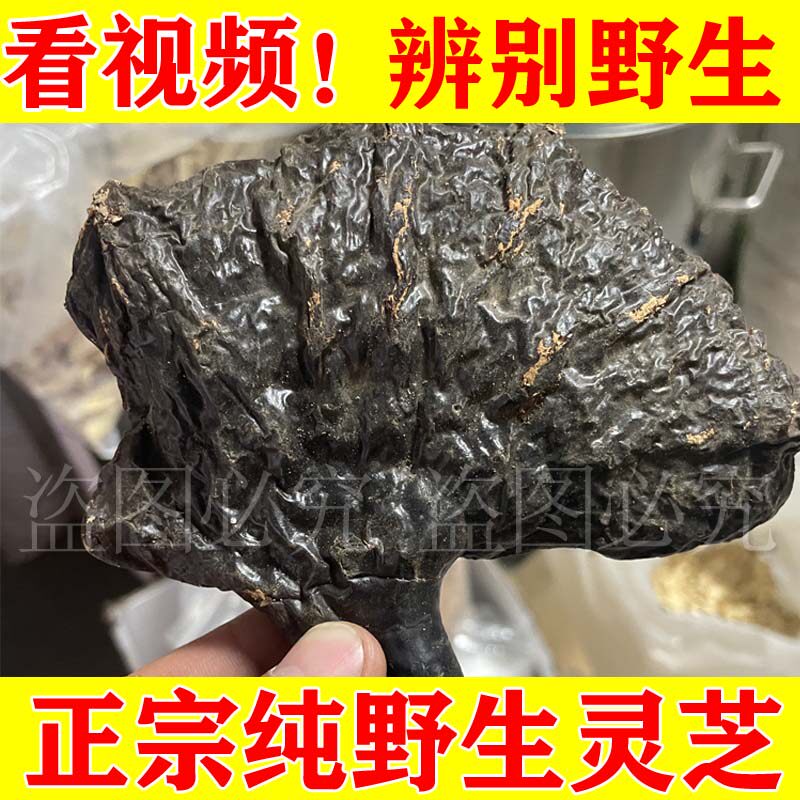 野生整枝灵芝正宗野生灵芝小林芝