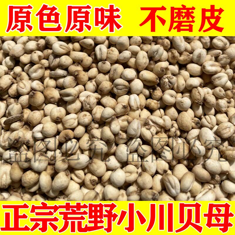 正宗小川贝四川阿坝州正品小川贝母松贝尖贝怀中抱月深山野外挖采