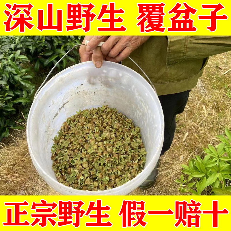 覆盆子 纯野生福建深山野外自然生长中药材 正宗五掌叶覆盆子新货