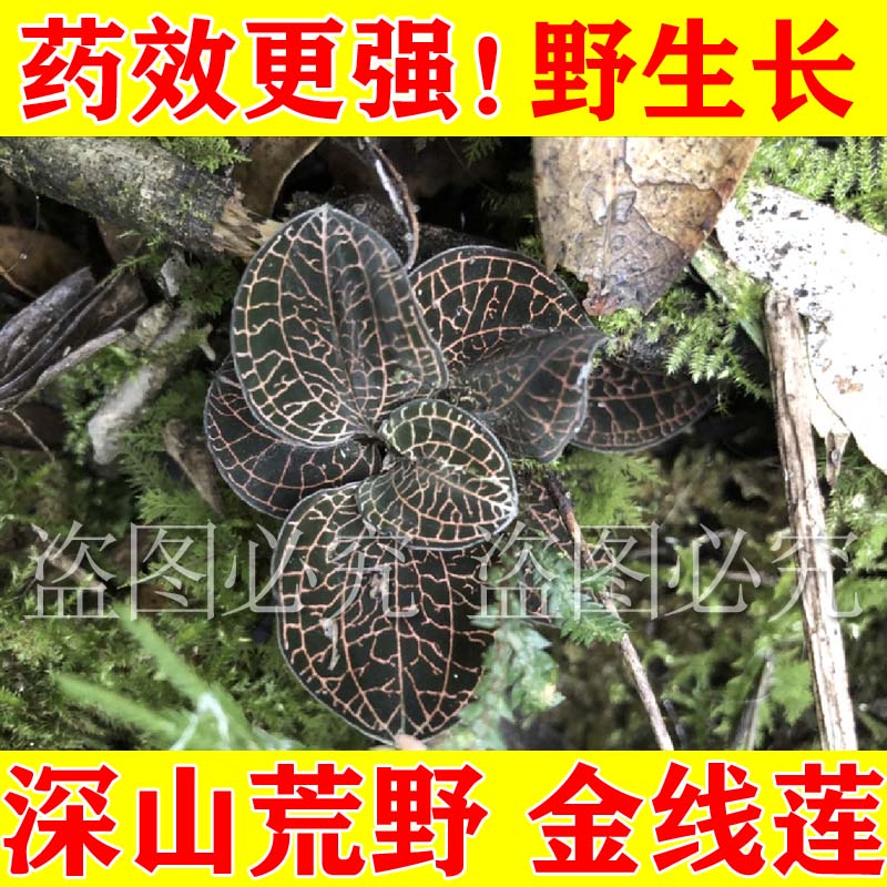 金线莲正宗福建深山老林野生金线莲原生态生长整株新货特级无硫