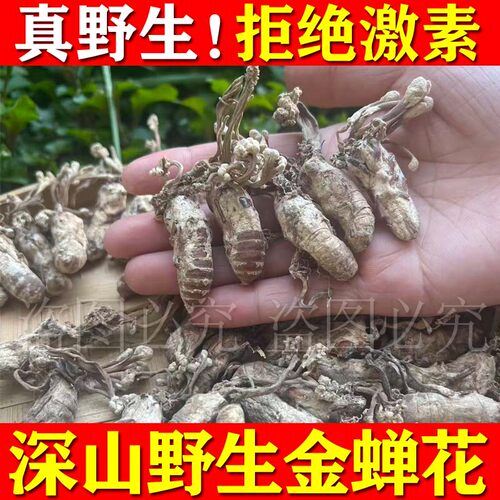 野生金蝉花非种植知了花蝉花虫草