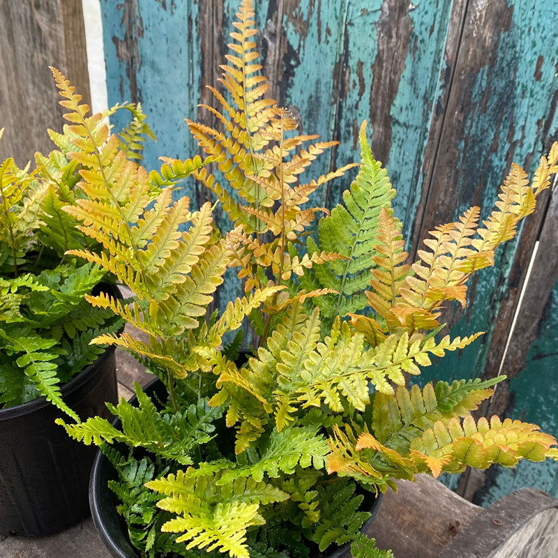 红盖鳞毛蕨盆栽 彩虹蕨庭院花镜绿植耐寒耐阴多年生好养2盆