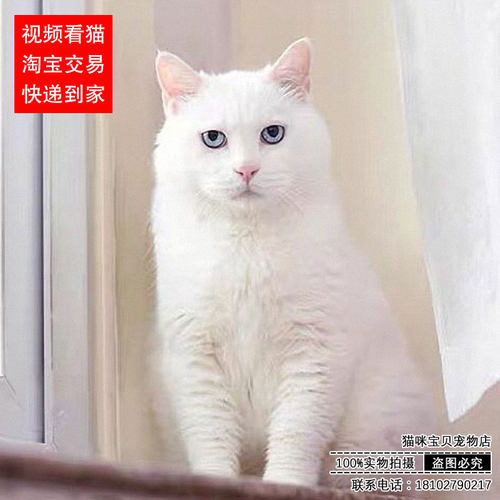 布偶猫白手套素材模板 布偶猫白手套图片下载 小麦优选