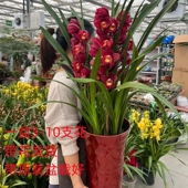 兰花大花蕙兰带花苞原盆大苗办公室内绿植庭院室内室外虎头兰惠兰