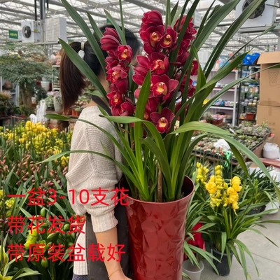 兰花大花蕙兰带花苞虎头兰