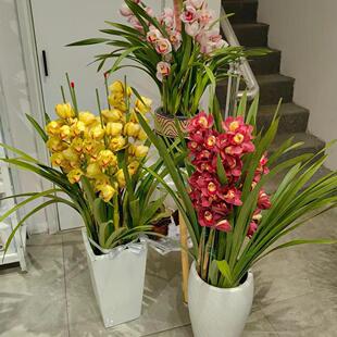 兰花大花蕙兰原盆带花苞大苗办公室绿植庭院室内室外虎头兰惠兰