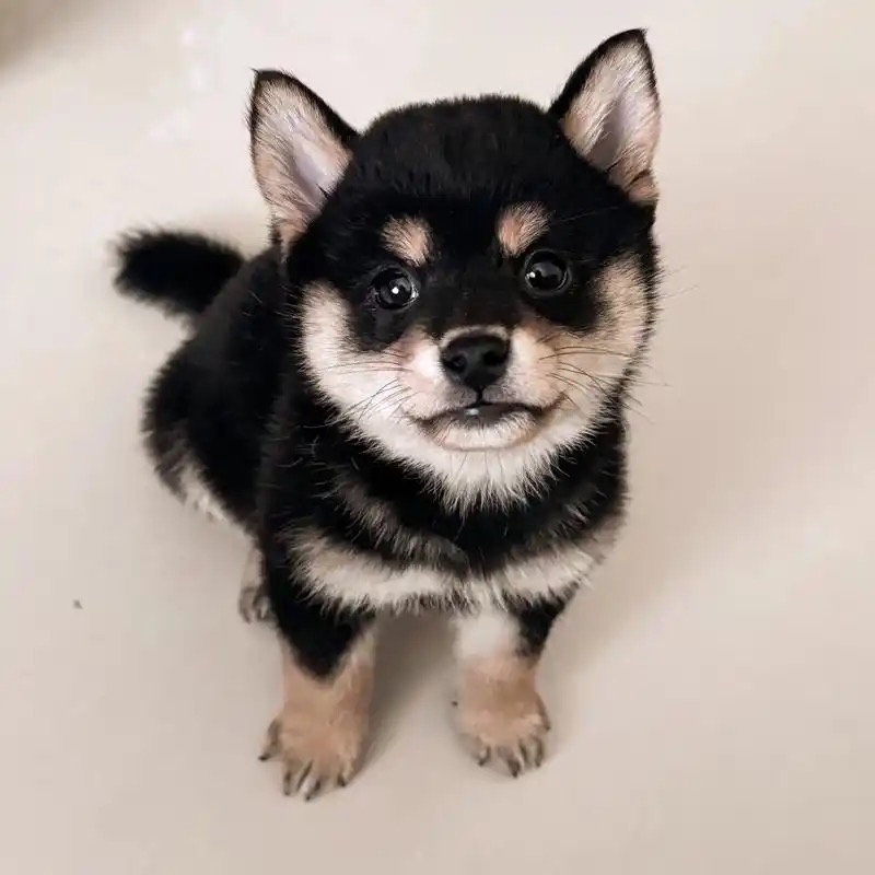 黑色柴犬公三个月疫苗齐全家庭伴侣犬活泼可爱