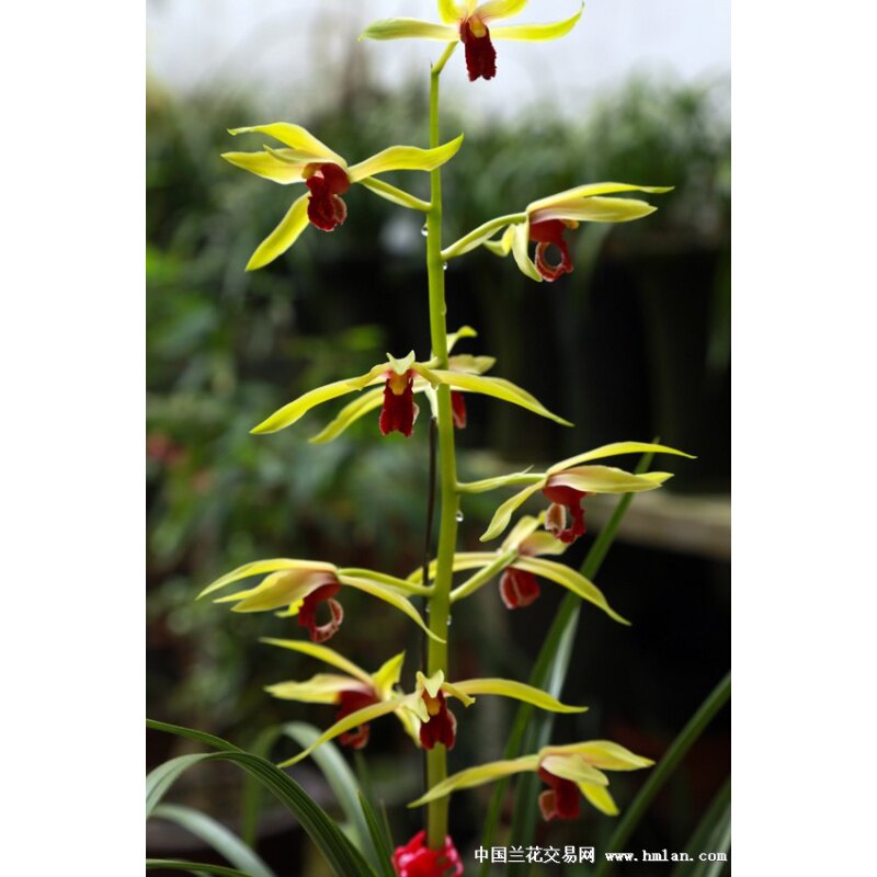 包邮 兰花苗客厅花卉阳台绿植盆栽自然苗兰花蕙兰【九华红素】
