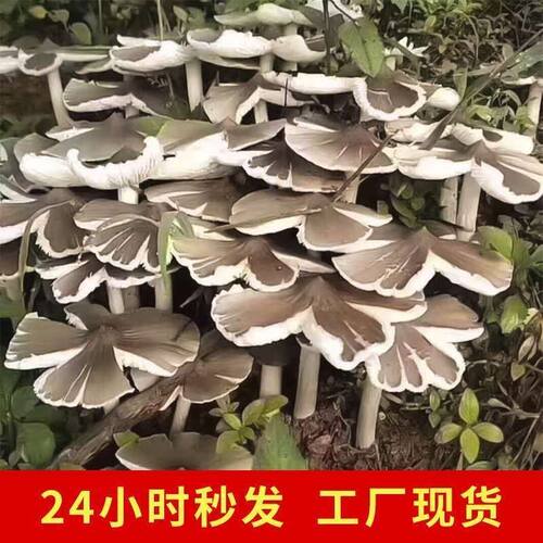 鸡枞菌种高产种子包伞把