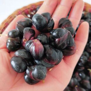 百合种子龙芽白合种子白合可食用新鲜种子龙山特产特级百合种新货