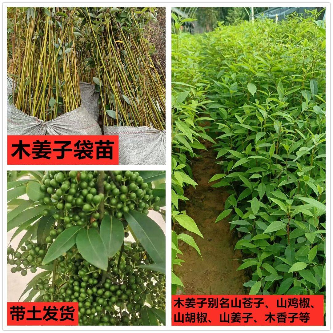 广西正宗高产改良山苍子木香子木姜子山胡椒山鸡椒中草药树苗包邮