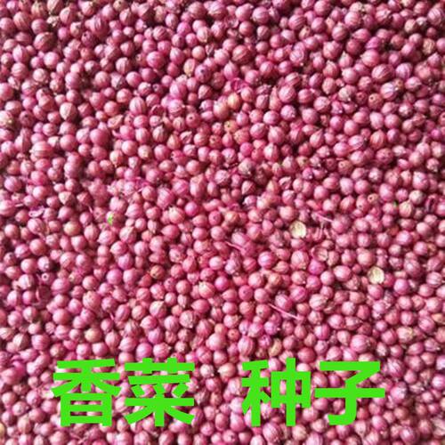 香菜种子,耐抽苔芫荽种籽