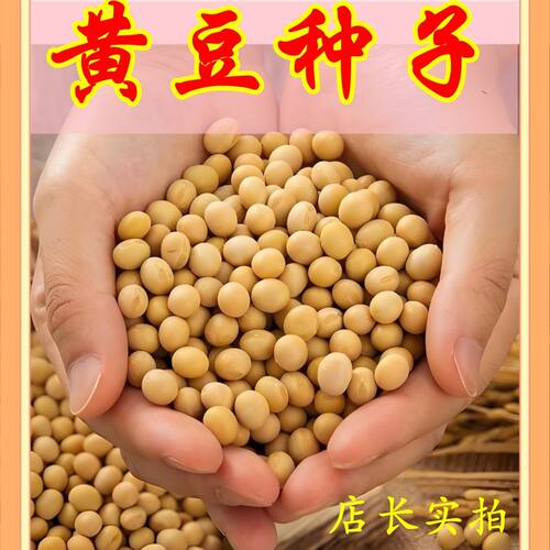 晚熟豆子非转基因千斤黄