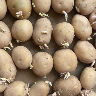 正宗云南黄皮新鲜马铃黄皮黄心洋芋土豆现挖农家蔬菜种植