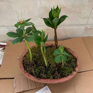 重楼苗高杆七叶一枝花华重楼苗颠重楼高产正宗重楼中药材现挖新鲜