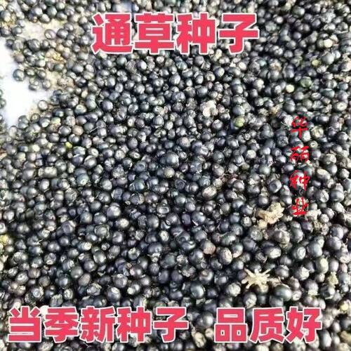 精选大通草种子发芽率当