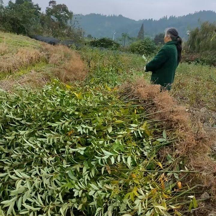 高产改良木姜子苗 山苍子苗 一手货源 产地直发 正品